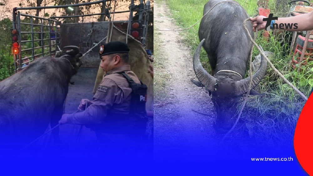ตร.สันทรายไถ่ชีวิตควายหนีตายงานศพ หลังถูกทุบหัวสู้ชีวิตหนีรอด