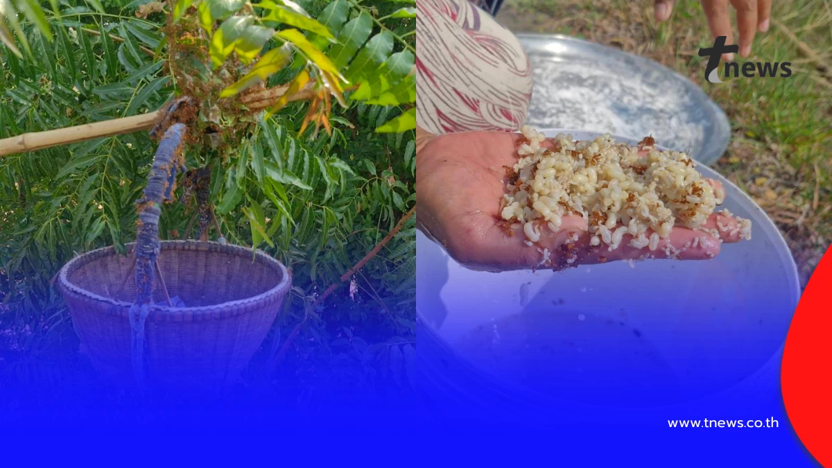 รายได้เสริมสุดปัง! ชาวโคราชแหย่ไข่มดแดงริมทาง ขายดีรับหน้าแล้ง