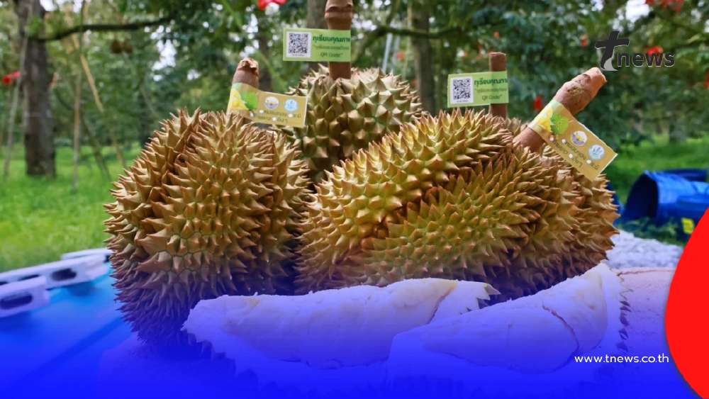 ทุเรียน GI ไทยกระแสแรง กรมทรัพย์สินทางปัญญา ปลื้ม! ร้างมูลค่าการตลาดทะลุ 6.8 หมื่นล้าน