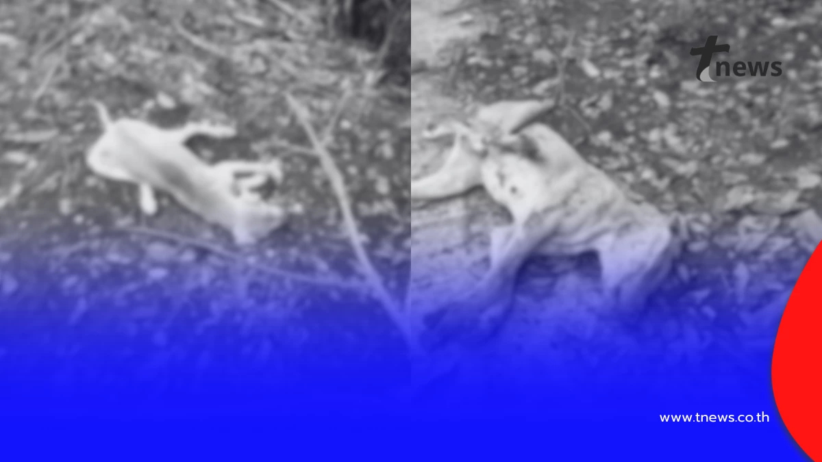 คนใจโหด! วางยาสุนัขเขาคอหงส์ 30 ตัว ตั้งรางวัลนำจับ 2 หมื่น