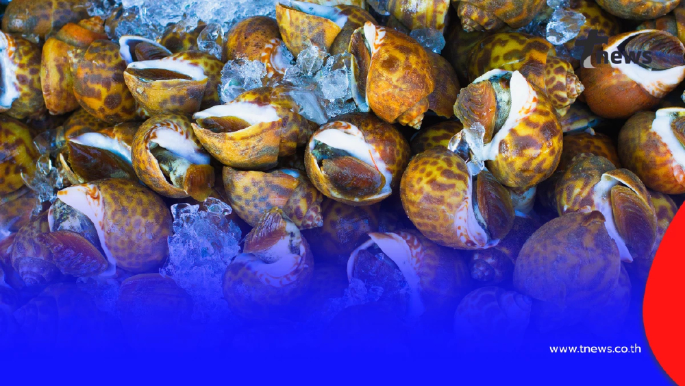 เคล็ดลับล้างหอยให้สะอาดหมดจด คายโคลนไว ไร้กลิ่นคาวกวนใจ