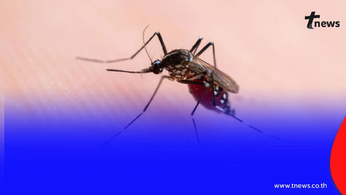 ข้อมูลไข้เลือดออกไทย เด็กป่วยมากสุด ผู้ใหญ่เสี่ยงรุนแรงกว่า