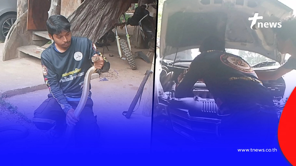 ส่องทะเบียนรถ งูจงอางยักษ์ 3 เมตร ซุกห้องเครื่องรถเก๋ง