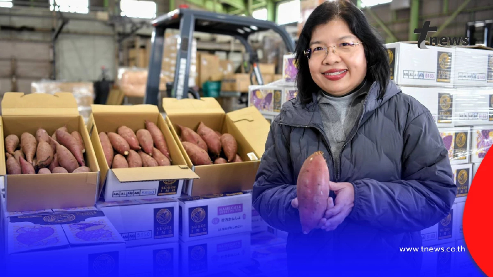 กรมทรัพย์สินทางปัญญา ดัน GI ไทย แข่งขันตลาดโลก ลุยศึกษาโมเดลปลูกมันหวานญี่ปุ่น