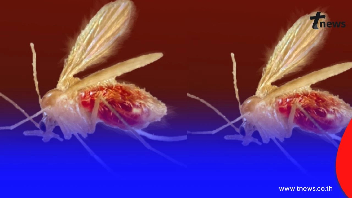 เตือนภัย "โรคลิชมาเนีย" จากริ้นฝอยทราย แมลงตัวจิ๋วแต่พิษสงร้าย