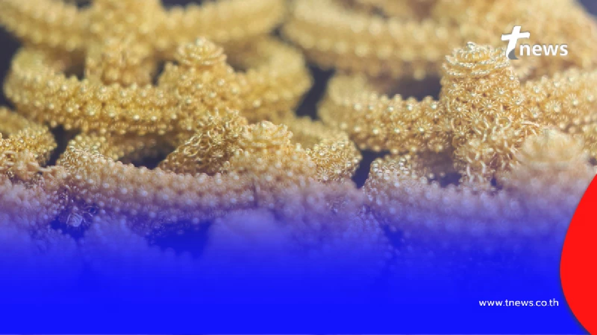 "ราคาทองวันนี้" ราคาทองล่าสุด 18 มี.ค. 2569 เห็นแล้วน่าใจหาย