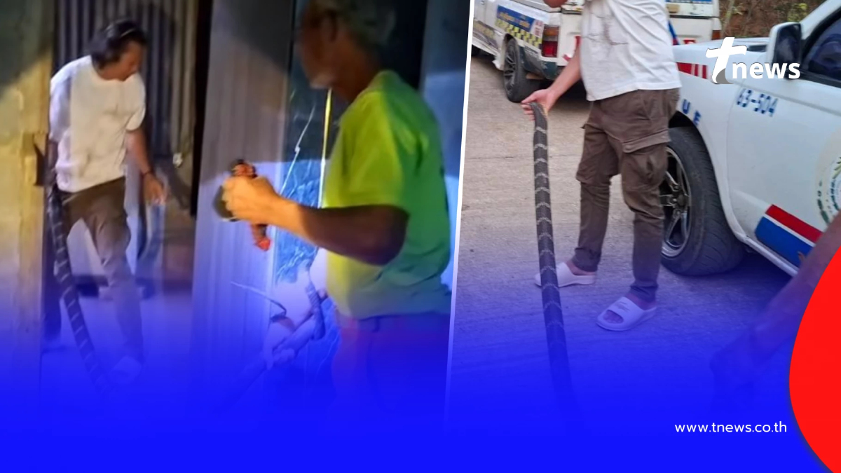 ส่องบ้านเลขที่ "งูจงอางใหญ่" 3 เมตร เลื้อยซุกในห้องครัว