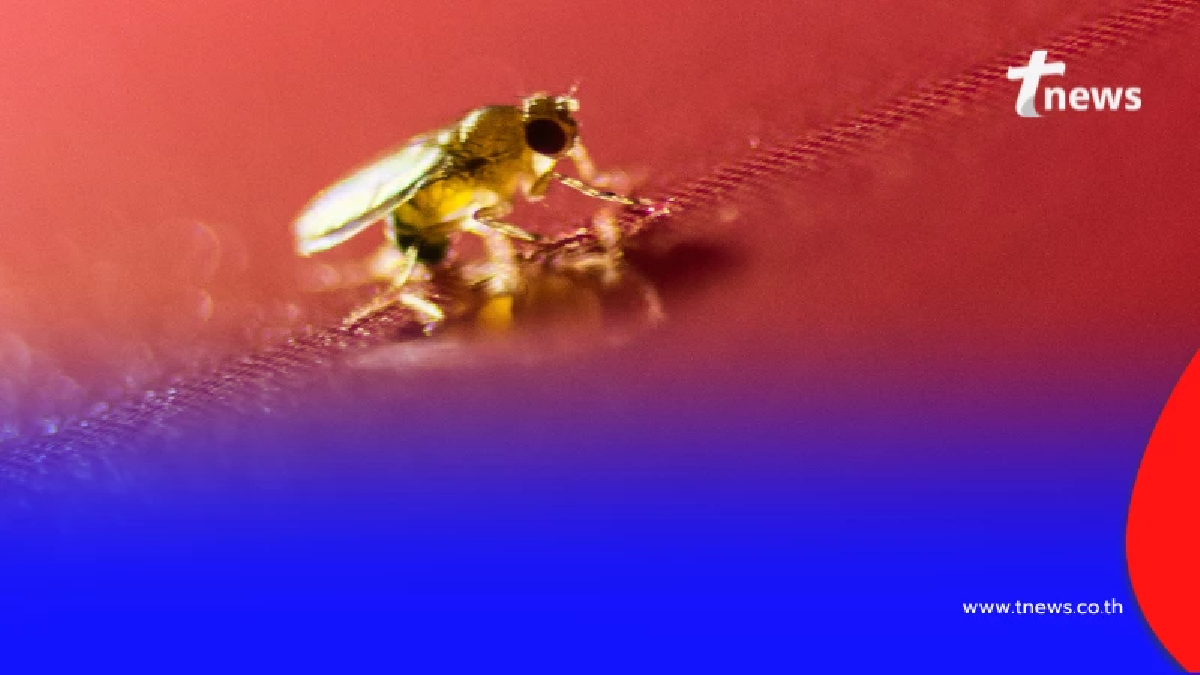 รู้จัก โรคลิชมาเนีย ภัยแมลงตัวจิ๋ว แผลนูน-ตับโต ต้องรีบพบแพทย์