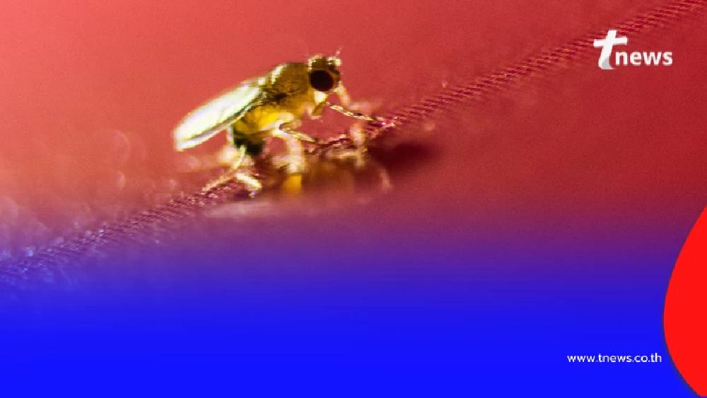 รู้จัก โรคลิชมาเนีย ภัยแมลงตัวจิ๋ว แผลนูน-ตับโต ต้องรีบพบแพทย์