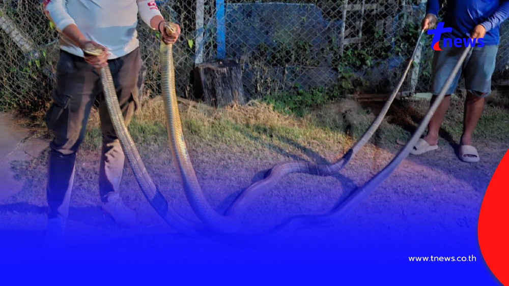 เปิดบ้านเลขที่ "2 งูจงอางยักษ์" โผล่พลอดรัก กลางลานบ้าน