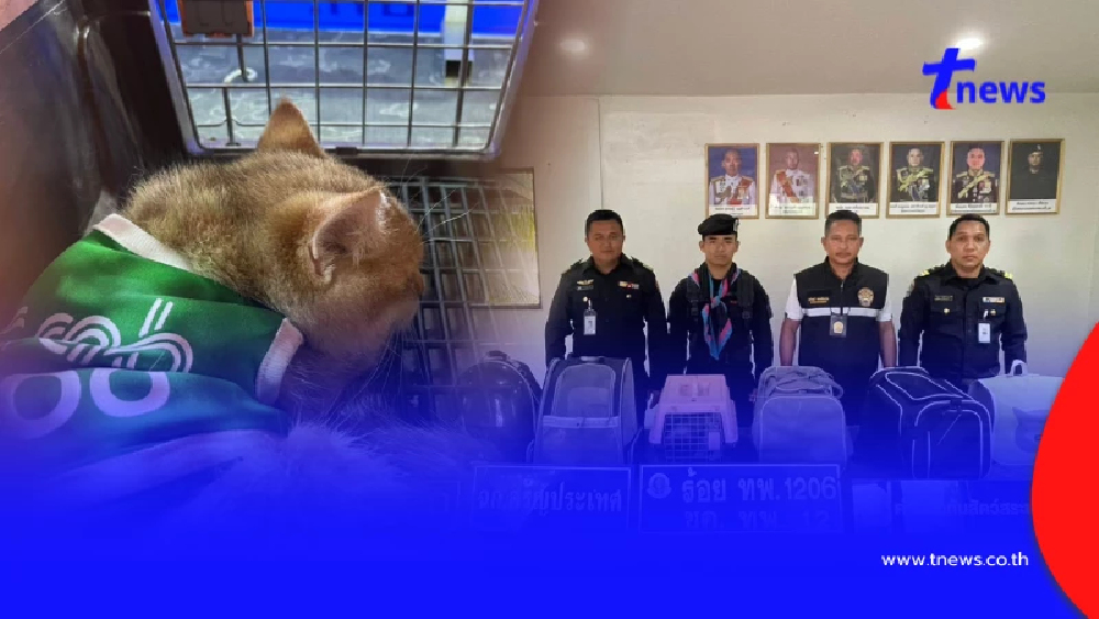 บุกสกัด "แก๊งลอบขนแมวข้ามแดน" ซุกกระเป๋าทิ้งป่า ยึดได้ 8 ชีวิต