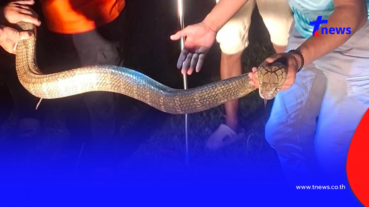 ส่องเลขที่บ้าน งูจงอางยักษ์ 4 เมตร บุกเลื้อยเข้าบ้าน ลุ้นจับระทึก