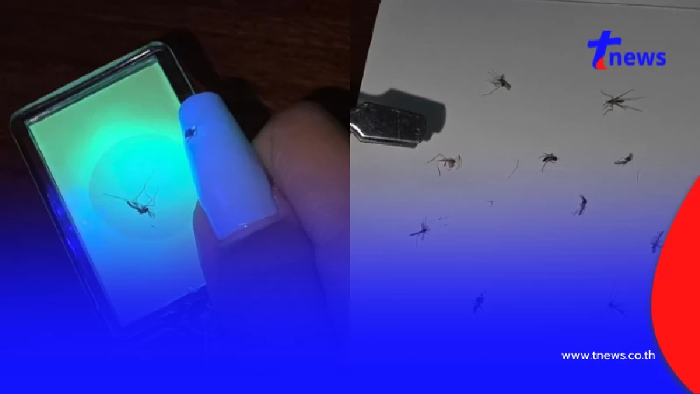 สาวปิ๊งไอเดียแปลก ทำเงินจากยุง ขายดีเกินคาด งานนี้จับแทบไม่ทัน