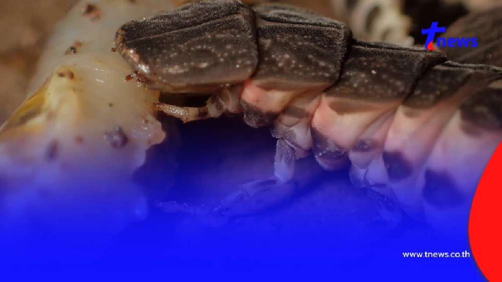 ขนลุก หนุ่มเจอสัตว์ปริศนารุมสวบไส้เดือน ชาวเน็ตเฉลยยิ่งพีค