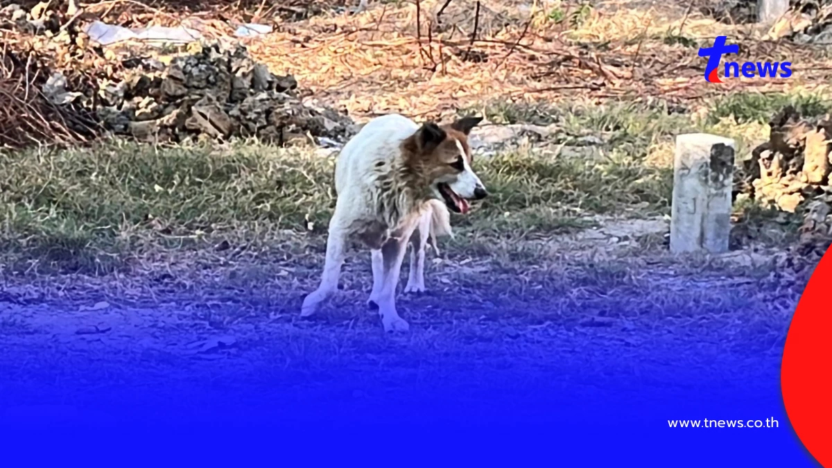 สะเทือนใจ! เจ้าของย้ายบ้านทิ้งหมาเฝ้าซอยปากเกร็ด สภาพสุดเวทนา