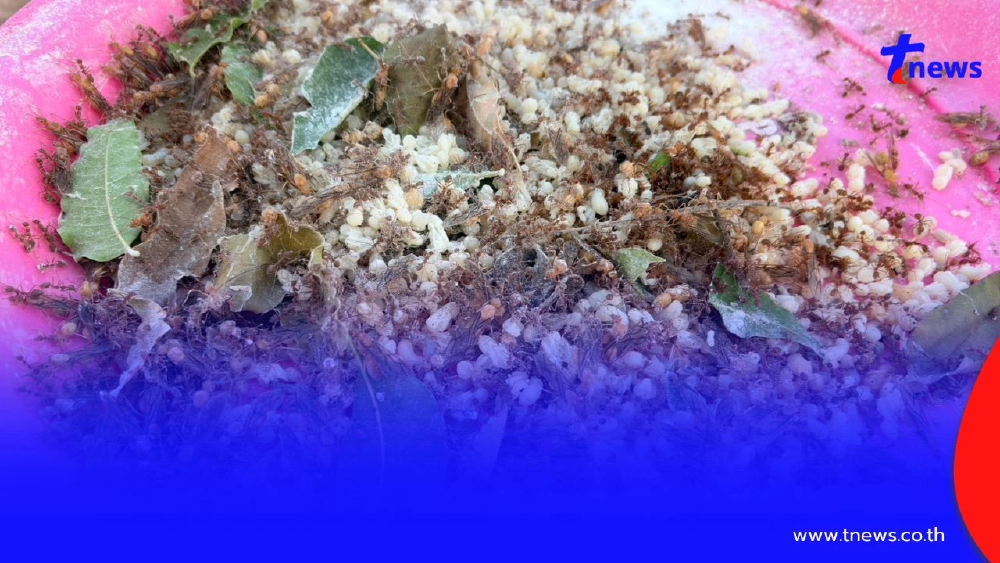 "ไข่มดแดงออนไลน์" ฮิตไม่หยุด! สาวโคราชแหย่ขายกก.ละ 500