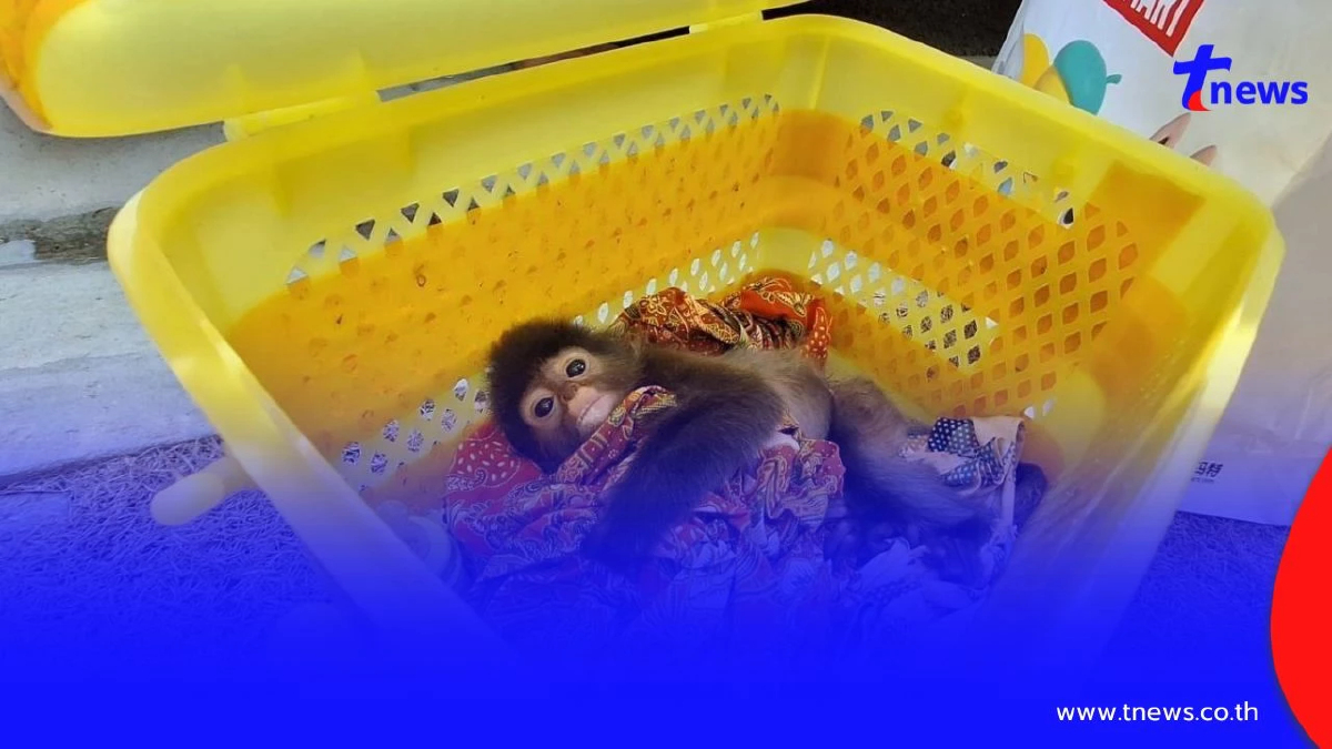 รวบ 2 ผู้ต้องหา ลอบค้าค่างแว่นสัตว์ป่าคุ้มครอง ส่งของย่านบางแค