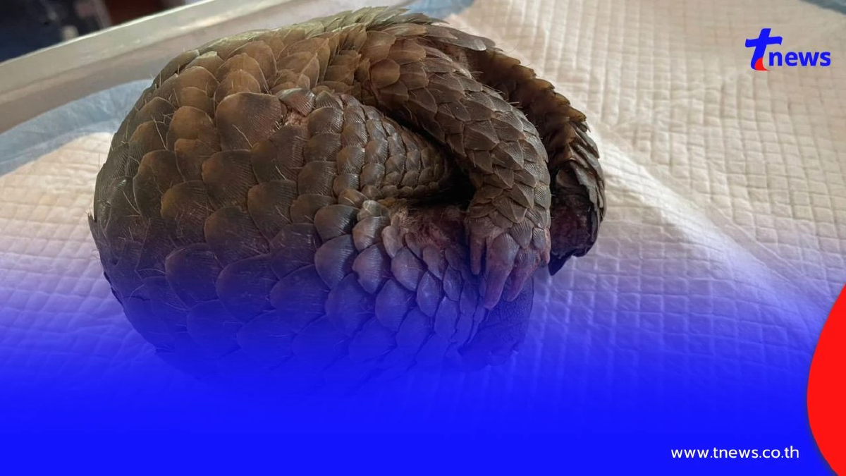 พบอีก! "น้องลิ่น" หนีตายซุกซอกไม้ มหันตภัยไฟป่าถ้ำปลา