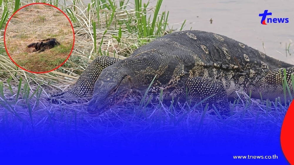 ศึกเดือดริมแม่น้ำน่าน!! "งูเหลือมปะทะตัวเงินตัวทอง"