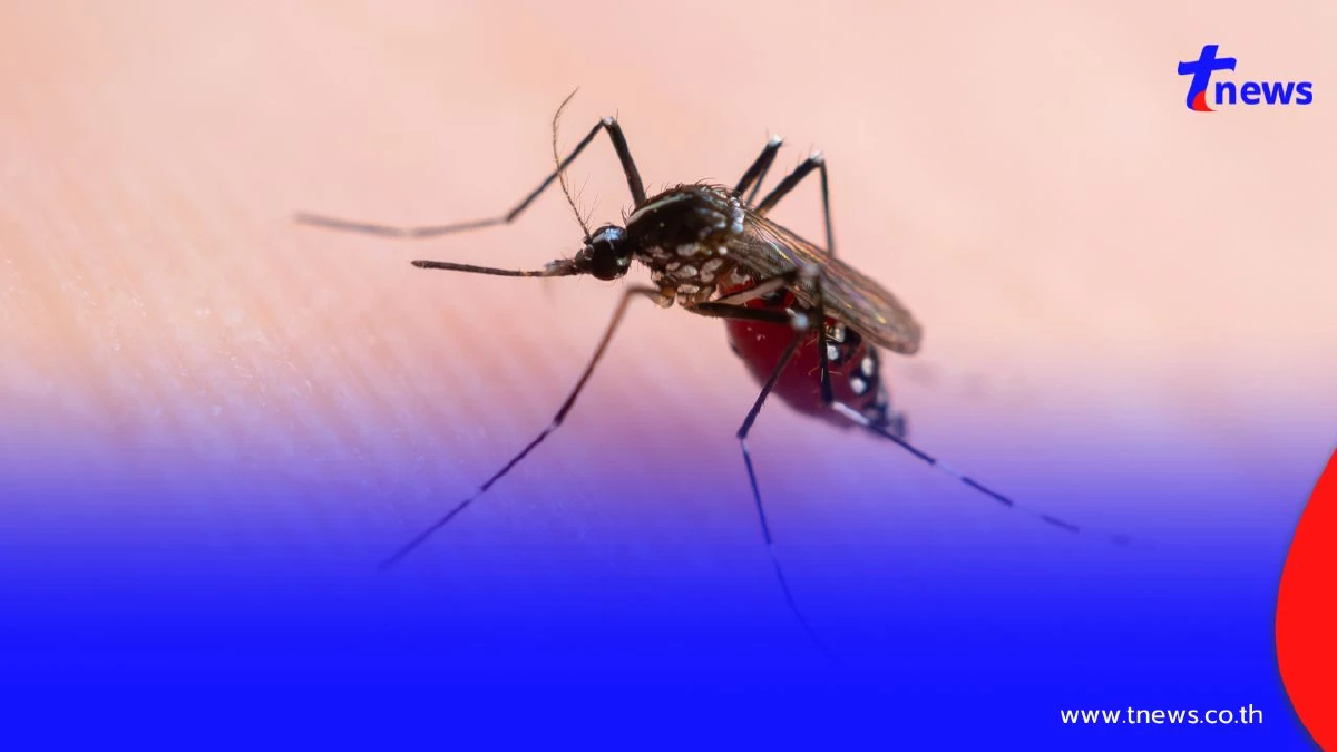 โคราชวิกฤต! ไข้เลือดออกพุ่ง 1,666 ราย เทศบาลเร่งกำจัดยุงลายด่วน!