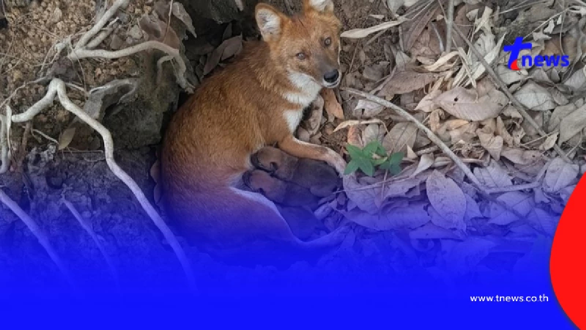 เปิดความจริง ภาพ "หมาในแม่ลูกอ่อน" หลังคนแห่สงสาร กันทั้งโซเชียล