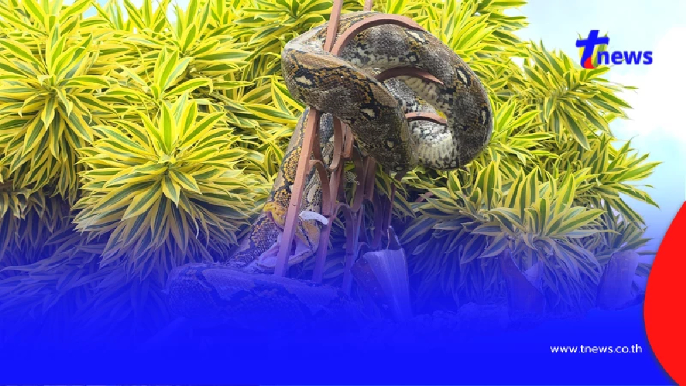 บ้านเลขที่งูเหลือมขนาดใหญ่เลื้อยขึ้นไปพันอยู่บนรั้วหน้าบ้าน