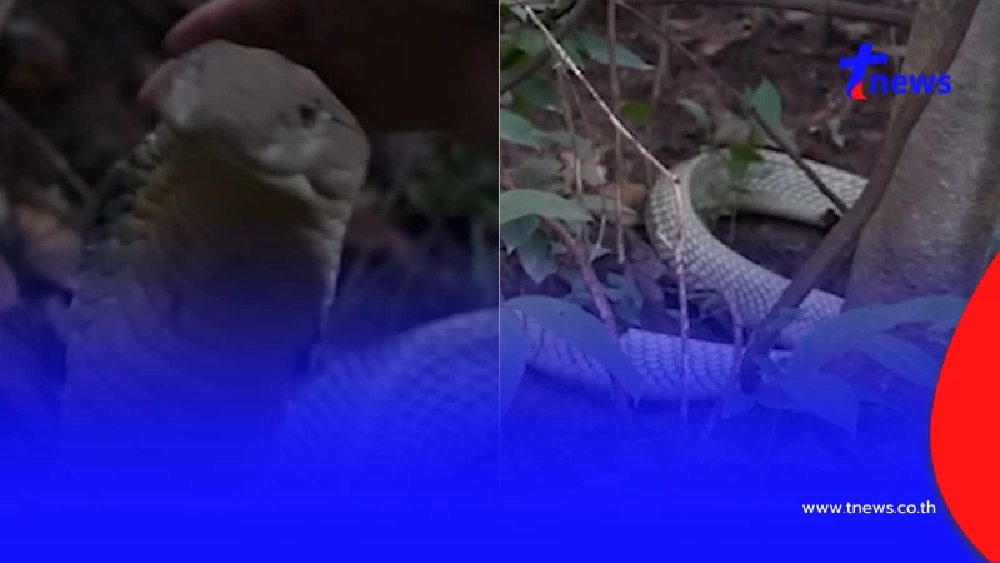 ฮือฮา บุกจับ "จงอางขาว" ยาว 4 เมตร ชาวบ้านเชื่อเป็นงูเจ้าที่