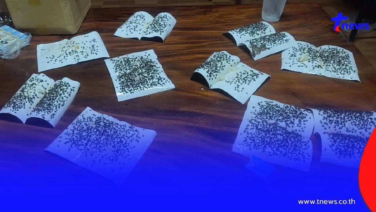 เดือดร้อนหนักวิกฤตแมลงวันบุกหมู่บ้าน! นับแสนตัวเกลื่อนบ้าน