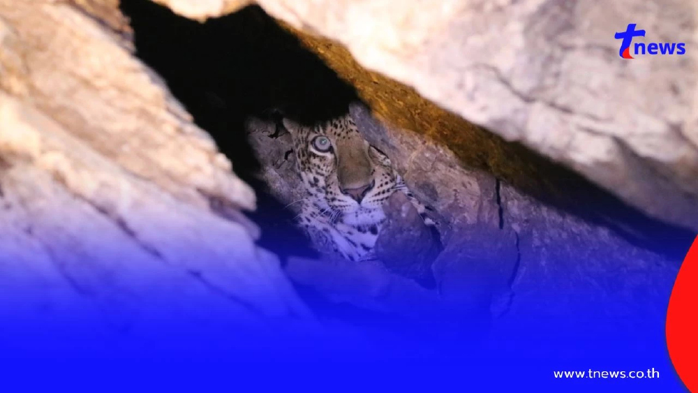 สบอ.16 เผยพบเสือดาวหนีไฟป่า พักพิงถ้ำริมน้ำปิง เขตอมก๋อย