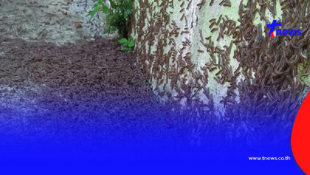 ขนหัวลุก "สัตว์สยอง" นับพัน บุกหลังบ้าน ล่าสุดรู้แล้ว คือตัวอะไร