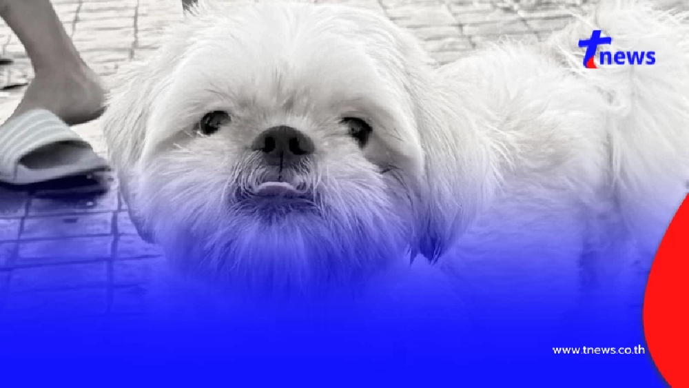 "เมอร์รี่" กลับดาวหมาแล้ว เศร้าใจนาทีสุดท้าย ก่อนหลับไปตลอดกาล