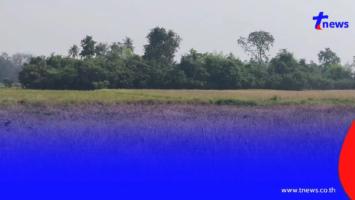 ชาวนาอุทัยฯ ยกหมู่บ้านหยุดทำนา สู้ต้นทุนไม่ไหว พิษน้ำมันแพง!