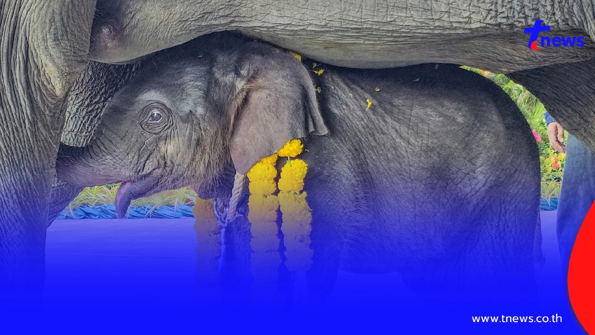 เชือกแรกแห่งปี 69 พลายมิตรภาพ ถือกำเนิดสู่ปางช้างสวนนงนุชพัทยา