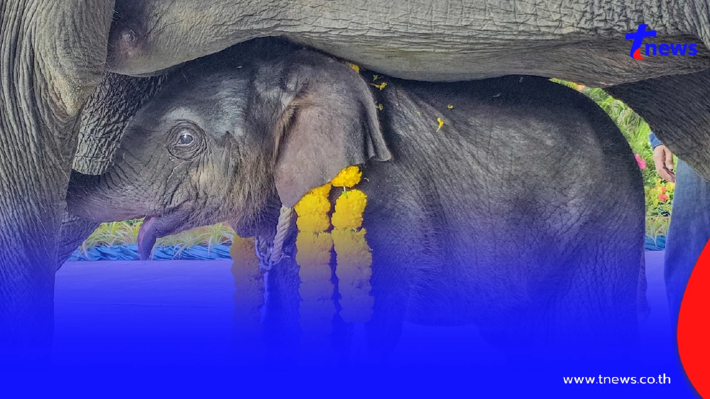 เชือกแรกแห่งปี 69 พลายมิตรภาพ ถือกำเนิดสู่ปางช้างสวนนงนุชพัทยา