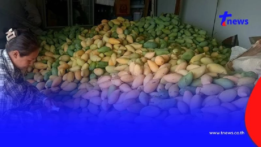 มะม่วงกาฬสินธุ์อ่วม! ราคาดิ่ง กก.ละ 3 บาท วอนรัฐช่วยด่วน