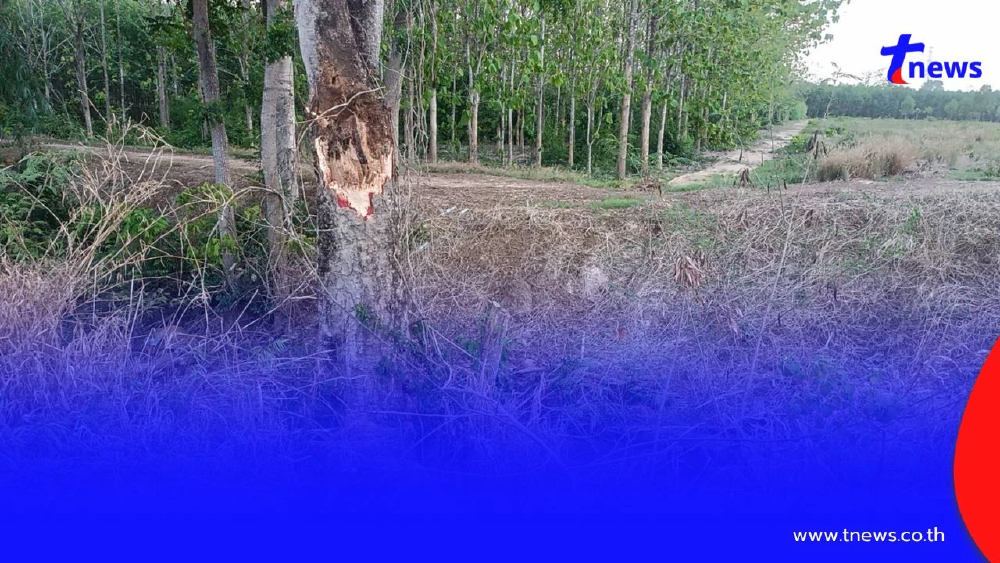 สลดกลางพายุ! หนุ่มโรงงาน ขี่รถกลับบ้าน ถูกกิ่งไม้ใหญ่โค่นฟาดดับ