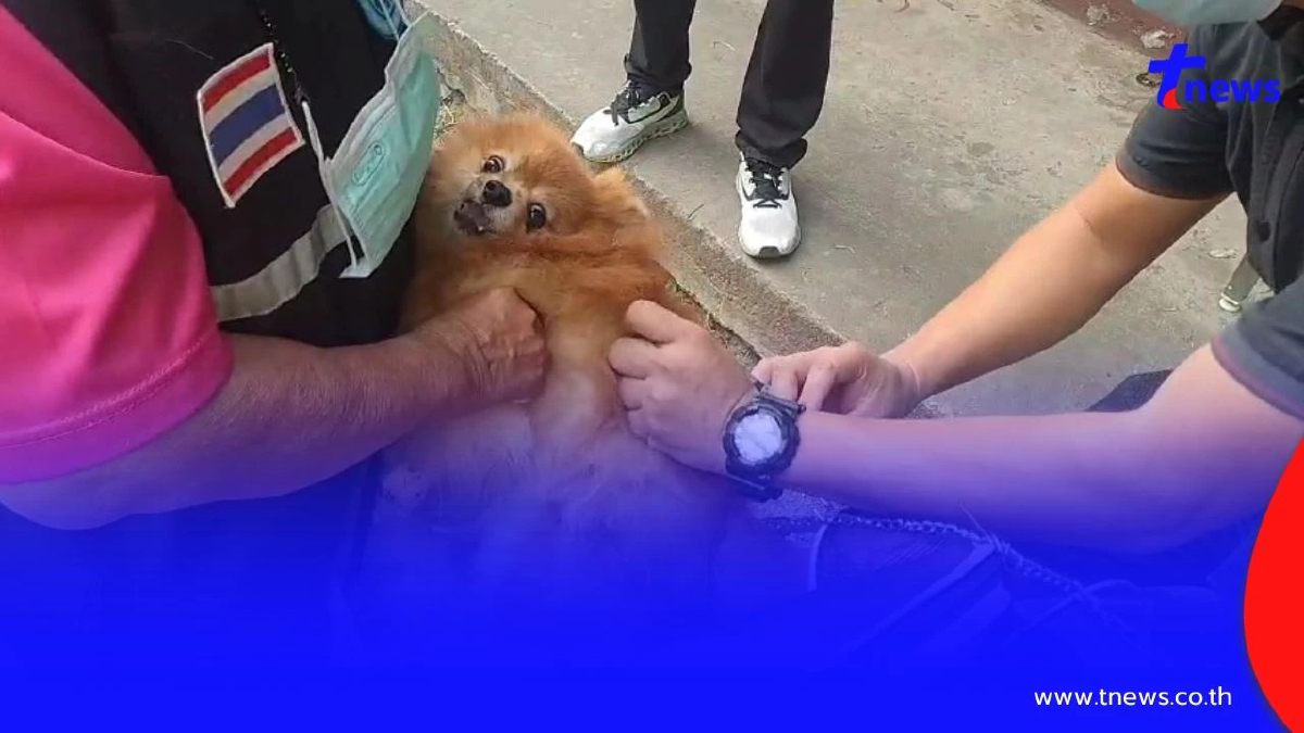 อากาศร้อนเสี่ยงพิษสุนัขบ้า! พะเยาเร่งฉีดวัคซีนฟรีป้องกัน