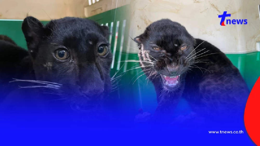 จับ 2 เมียนมา ลอบค้า "เสือดำ" จ่อส่งข้ามชายแดนแม่สอด อ้างเป็นแมว