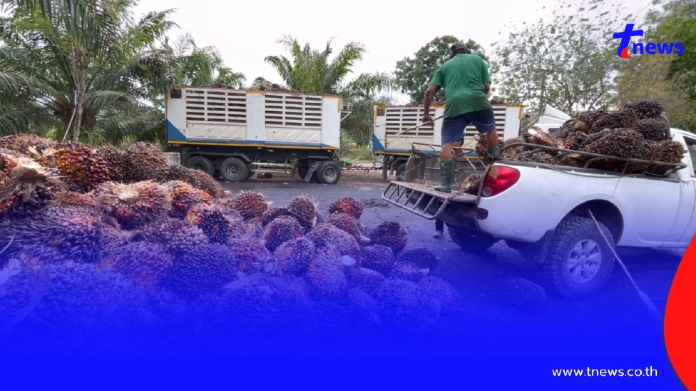 ปาล์มราคาร่วงหนัก! ชาวสวนจวกรัฐแก้ปัญหาปาล์มรายวันไร้ทิศทาง
