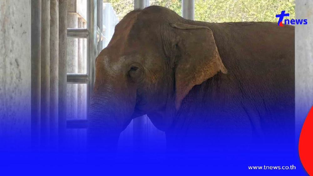 เตรียมปล่อย "สีดอแก้ว" คืนป่าอ่างฤาไน ฤดูฝนนี้ หลังปรับพฤติกรรม