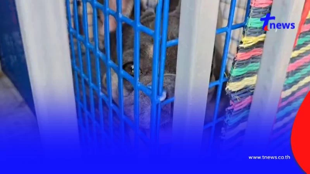 บุกช่วยสุนัขเฟรนช์บูลด็อกดอนเมือง ถูกขังตากแดดขาอ่อนแรง