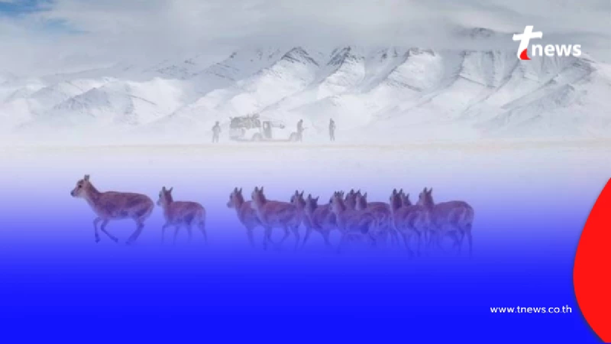 780 ชีวิตกับภารกิจปกป้องสัตว์หายาก ในสวรรค์กลางป่าซีจ้าง