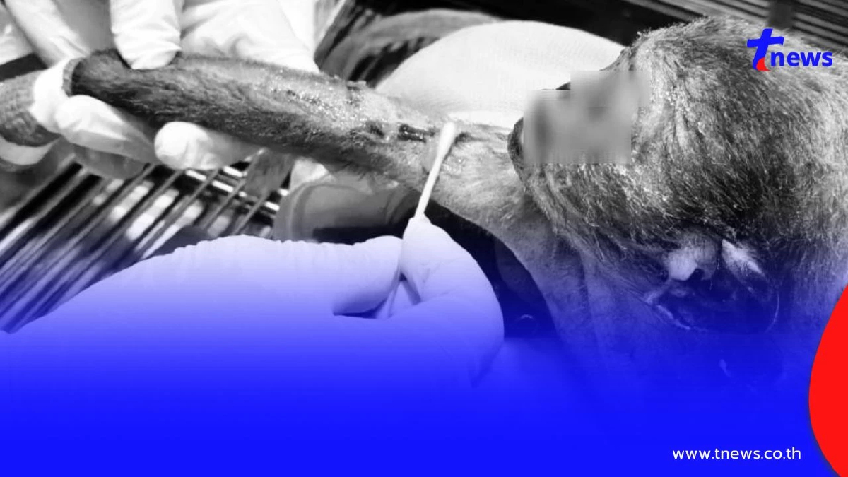 สุดอาลัย "เจ้าสงกรานต์" ค่างแว่นถิ่นใต้ เหยื่อไฟช็อต สิ้นใจสงบ