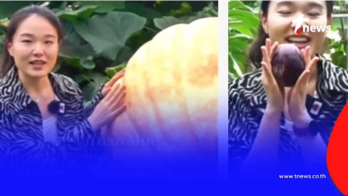 ล้ำ จีนโชว์ฟักทองยักษ์ 250 กก.-มะเขือเนื้อขนมปังที่โซ่วกวง