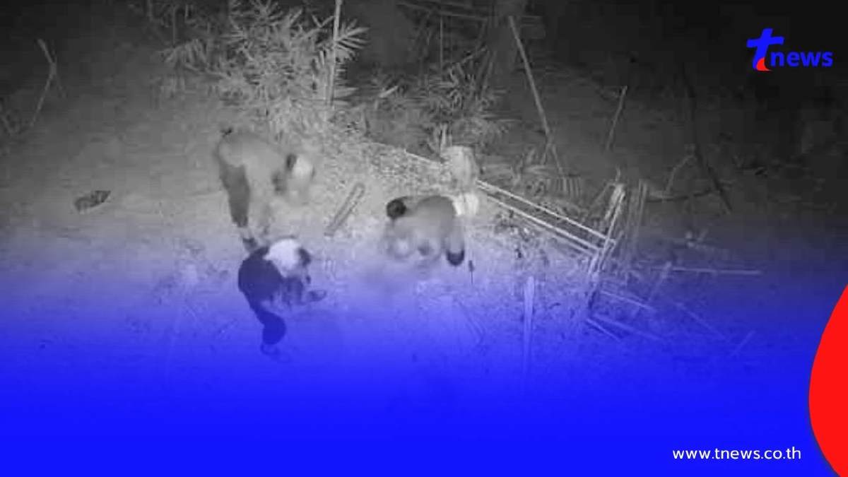 วิกฤตไฟป่าทองผาภูมิ! แฉแก๊งขุดทองเถื่อนจุดไฟพรางตัว