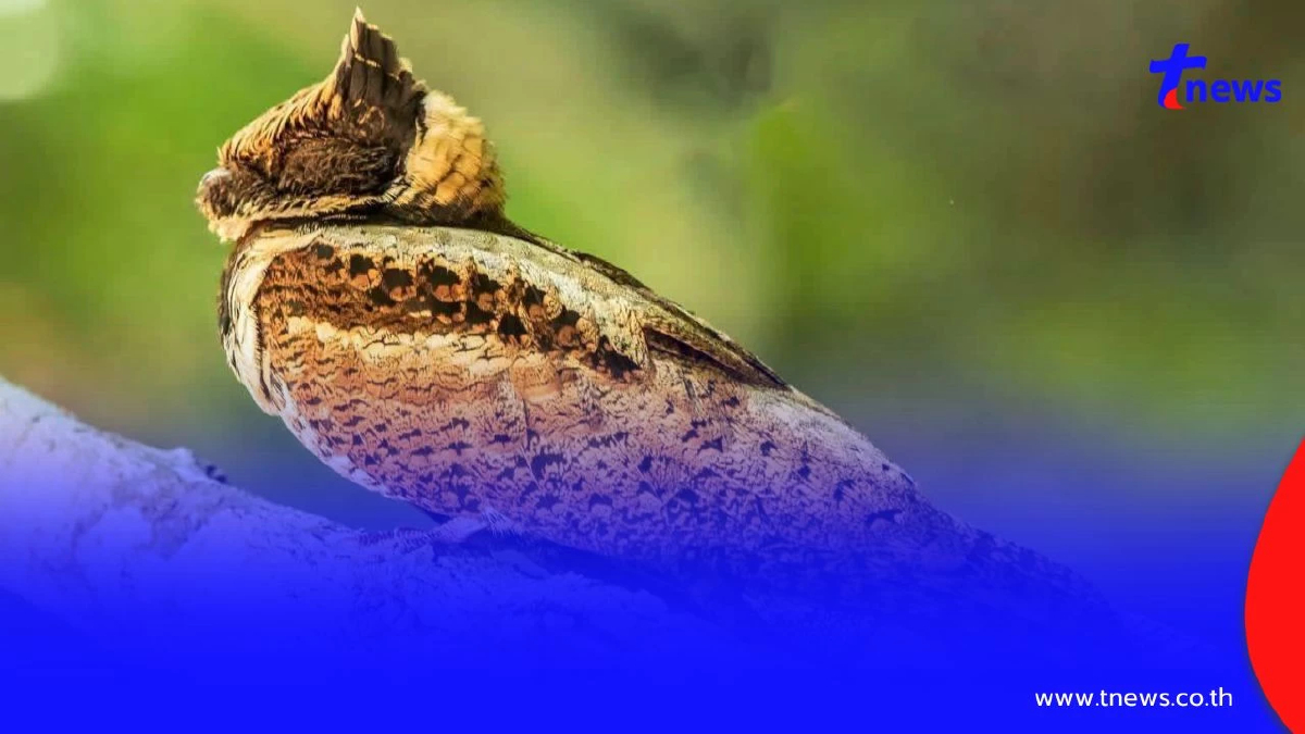 ฮือฮา! พบ "นกตบยุงยักษ์" สัตว์ป่าหายากโผล่อวดโฉมแคมป์บ้านกร่าง