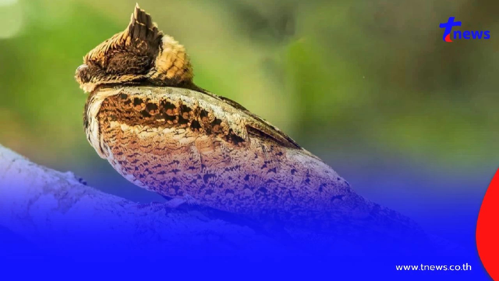 ฮือฮา! พบ "นกตบยุงยักษ์" สัตว์ป่าหายากโผล่อวดโฉมแคมป์บ้านกร่าง