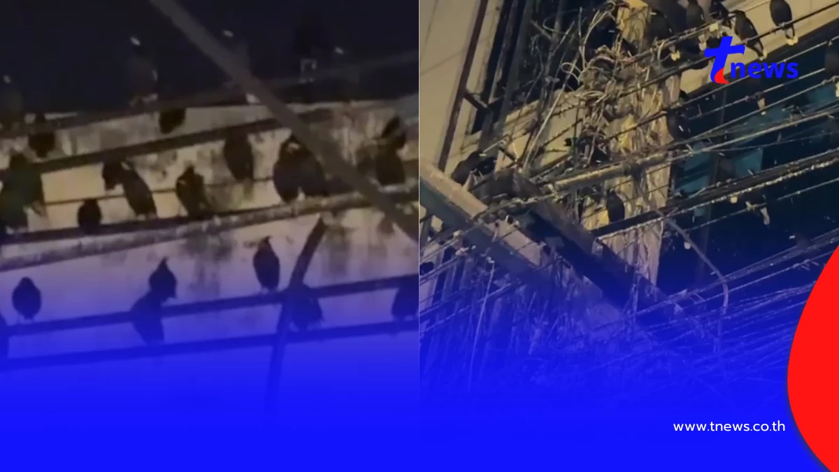 ชาวอ่างทองสุดทน นกนับแสนยึดใจกลางเมือง วอนเร่งแก้ปัญหามูลนก