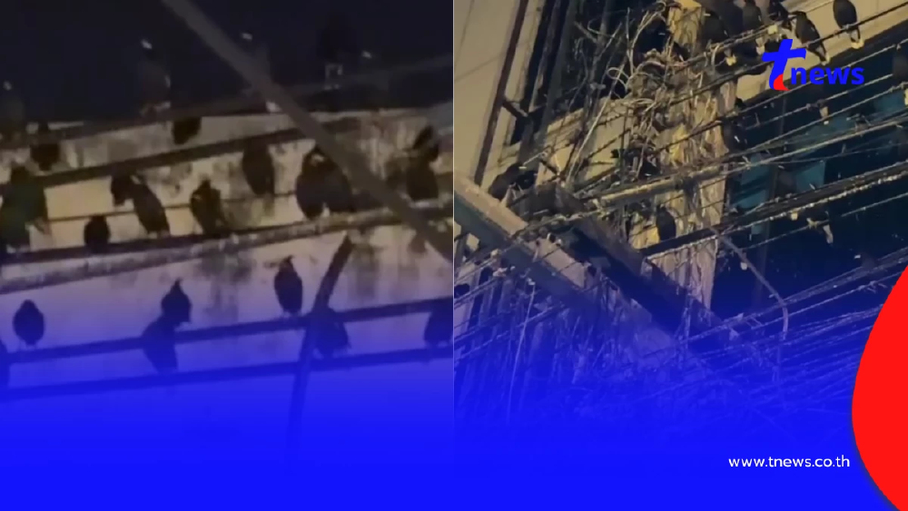 ชาวอ่างทองสุดทน นกนับแสนยึดใจกลางเมือง วอนเร่งแก้ปัญหามูลนก