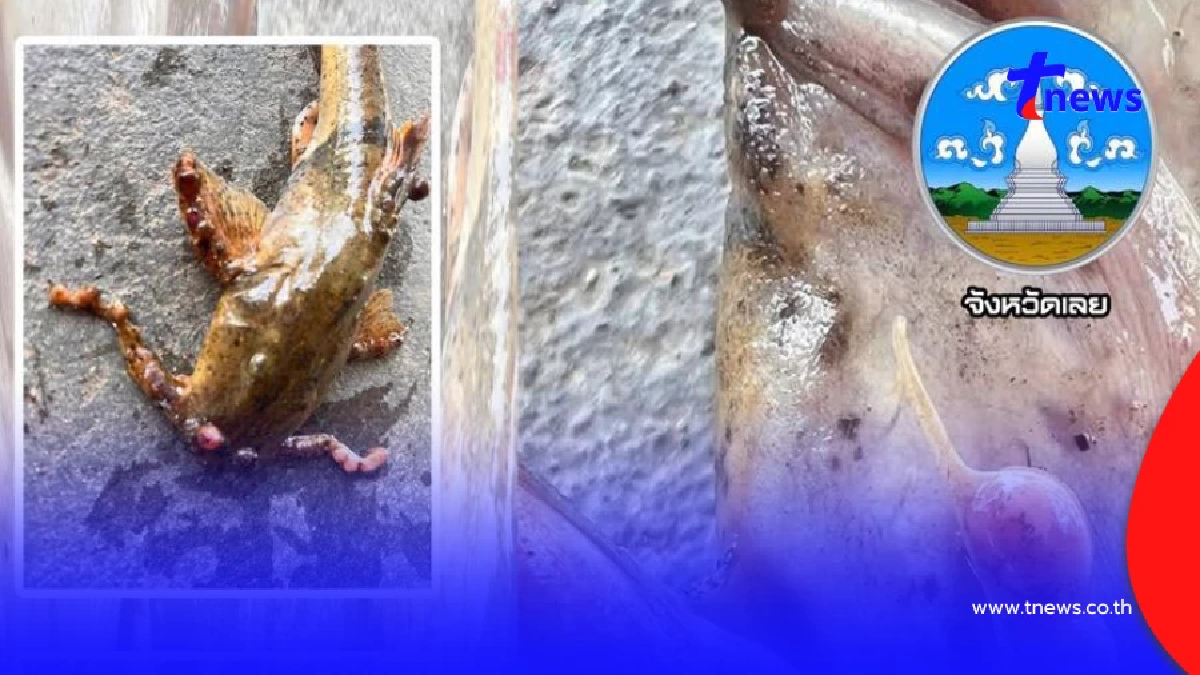 รู้แล้วเกิดจากอะไร "ปลาแค้มีตุ่ม" เปิดผลตรวจสอบ ปรุงสุกกินได้